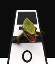 Chameleon and slow computer 3d rendering