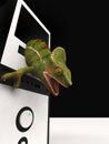Chameleon and slow computer 3d rendering