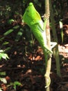 Chameleon Sri Lanka