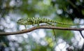 Chameleon in sri lanka