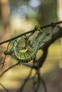 Chameleon in sri lanka