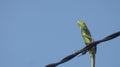 The chameleon stands on power lines like a bird