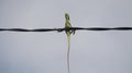 The chameleon stands on power lines like a bird