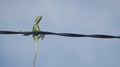 The chameleon stands on power lines like a bird