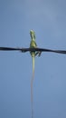 The chameleon stands on power lines like a bird