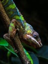 Chameleon on a stick looking at you in natural habitat Royalty Free Stock Photo