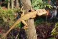 The chameleon stretch his legs Royalty Free Stock Photo