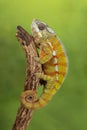 Chameleon - Studio Captured Image - Macro Photography