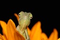 Chameleon and sunflower Royalty Free Stock Photo