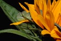 Chameleon and sunflower Royalty Free Stock Photo