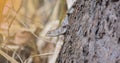 Chameleon in Thailand and dry conditions in summer