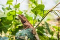 Chameleon Thailand in garden