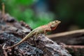 Chameleon in Thailand, Reptile in Thailand. Royalty Free Stock Photo