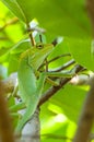 A chameleon among the thick leaves of soursop fruit.