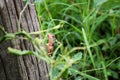 Chameleon on timber