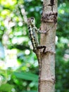 Lizard perched on trees for foraging. Royalty Free Stock Photo