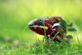 A chameleon is at the top of a leaf stem