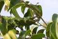 Chameleon in a tree Royalty Free Stock Photo