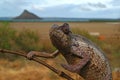 Chameleon on tree ahead of Antsiranana bay