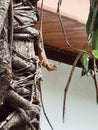 Chameleon on the tree, animal, reptile world in Thailand