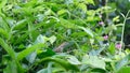 Chameleon on the tree behind the green leaves.Oriental garden lizard, Eastern garden lizard in the forest, Chameleon on the Royalty Free Stock Photo