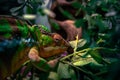 A Chameleon in a tree being angry Royalty Free Stock Photo