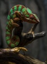 Chameleon on a tree branch Royalty Free Stock Photo