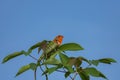 Chameleon on a tree branch