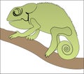 Chameleon on a tree branch on a white background Royalty Free Stock Photo