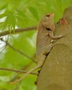 A Chameleon on a Tree Royalty Free Stock Photo