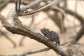 Chameleon in  tree in Dorob National Park. Royalty Free Stock Photo