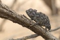 Chameleon in  tree in Dorob National Park. Namibia. Royalty Free Stock Photo