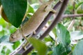 Chameleon on a tree #2