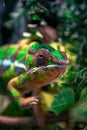A Chameleon in a tree looking up Royalty Free Stock Photo