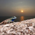 Chameleon on the trunk timber and sunset background.