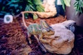 Chameleon trying to climb on a piece of rock over brown dry leaves