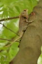 A Chameleon on a Tree Royalty Free Stock Photo