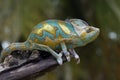 Chameleon veiled walking on branch, head animal closeup Royalty Free Stock Photo