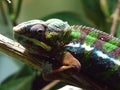 Chameleon in the Vivarium - Zoo Ljubljana Zivalski vrt Ljubljana, Slovenia Slovenija