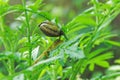 Chameleon VS snail Royalty Free Stock Photo