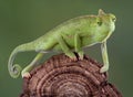 Chameleon walking