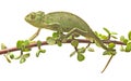 Chameleon walking on a twig Royalty Free Stock Photo