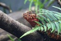 Chameleon was hidden behind fern leaves