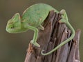 Chameleon watching cricket