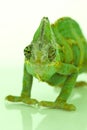 Chameleon on white background Royalty Free Stock Photo