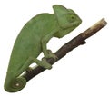 Chameleon on a white background. png.