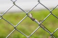 Chameleon on the wire fence