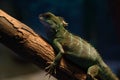 Chameleon on wood Royalty Free Stock Photo