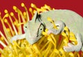 Chameleon on a yellow flower Royalty Free Stock Photo