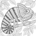 Chameleon in zentangle style. Adult antistress coloring page